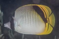 Chaetodon oxycephalus
