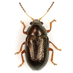 Brachypnoea texana