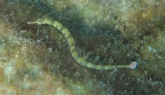 Corythoichthys intestinalis