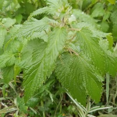 Urtica dioica