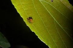 Hoplapoderus hystrix