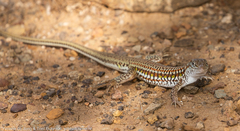 Latastia longicaudata