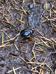 Pleocoma dubitabilis dubitabilis