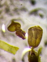 Schistidium frigidum