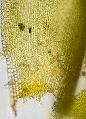 Schistidium frigidum