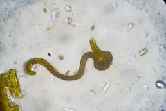 Schistidium frigidum