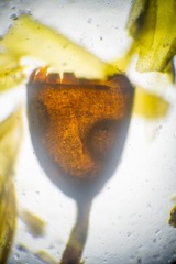 Schistidium frigidum