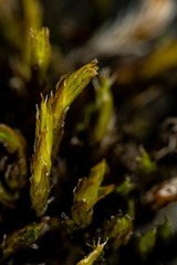 Schistidium frigidum