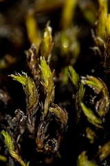 Schistidium frigidum