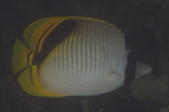 Chaetodon oxycephalus