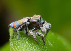 Maratus tasmanicus