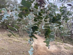 Eucalyptus risdonii