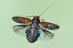 Oxyhaloa deusta