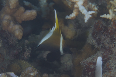Heniochus varius