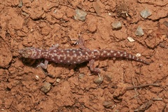 Rhynchoedura