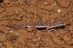 Rhynchoedura