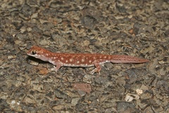 Rhynchoedura