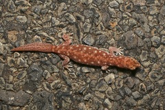 Rhynchoedura