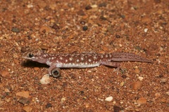 Rhynchoedura