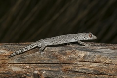 Strophurus intermedius