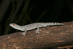 Strophurus intermedius