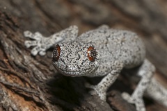 Strophurus intermedius