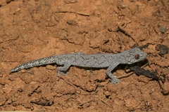Strophurus intermedius