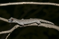 Strophurus intermedius