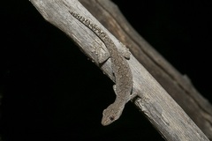 Strophurus intermedius