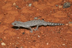 Strophurus intermedius