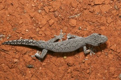 Strophurus intermedius