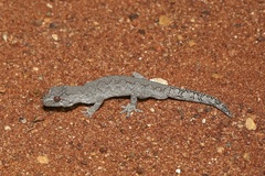 Strophurus intermedius