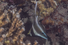 Heniochus chrysostomus