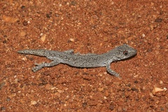 Strophurus intermedius