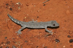 Strophurus intermedius