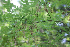 Styphnolobium affine