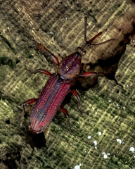 Euschizus dictatorius