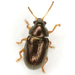 Brachypnoea texana