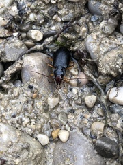 Nebria picicornis