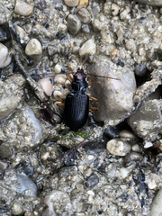 Nebria picicornis