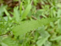 Urtica perconfusa