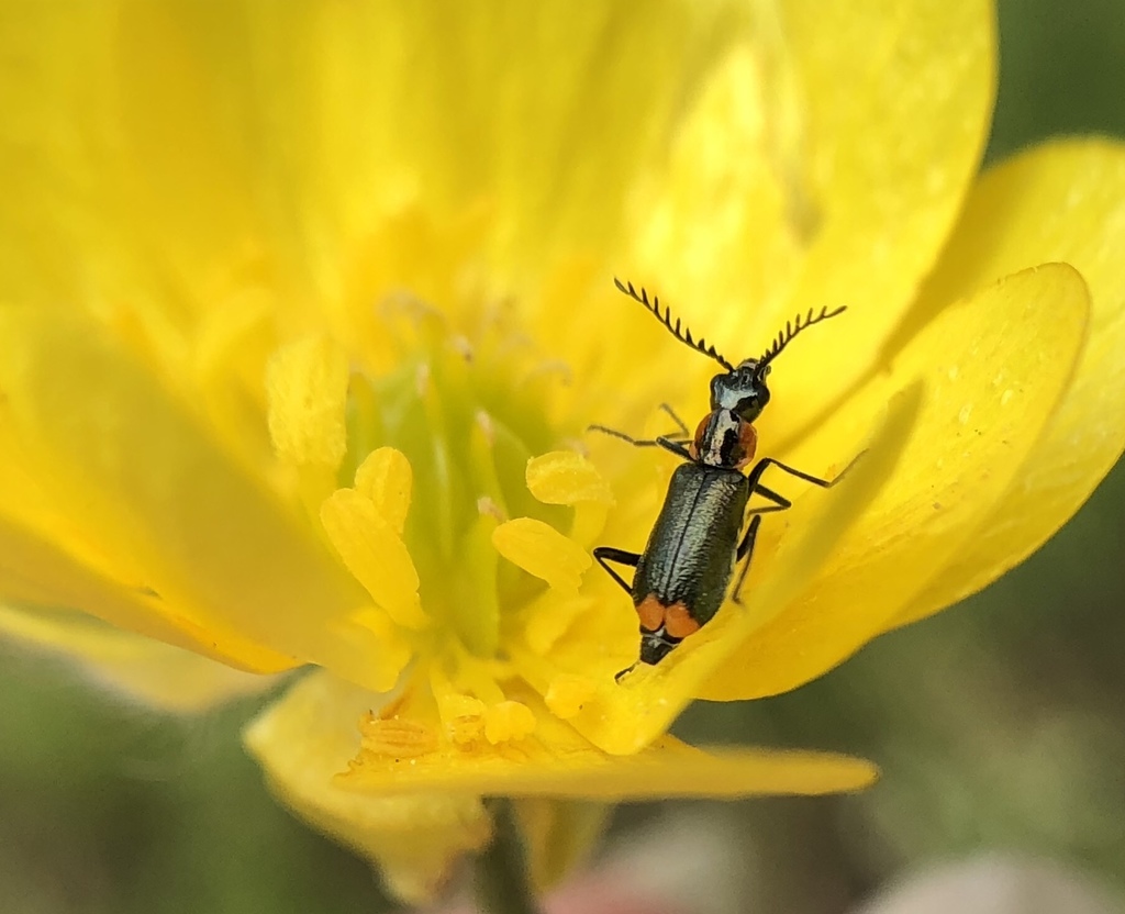 Malachius mixtus