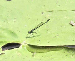 Austrocnemis maccullochi