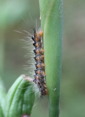 Lepidoptera