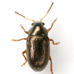 Brachypnoea texana