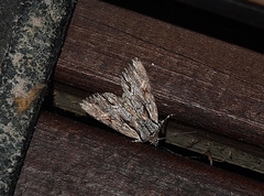 Ichneutica paracausta