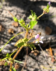 Pelargonium australe