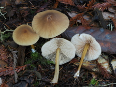Entoloma formosum