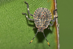 Coenomorpha