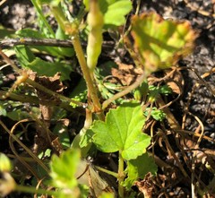 Pelargonium australe